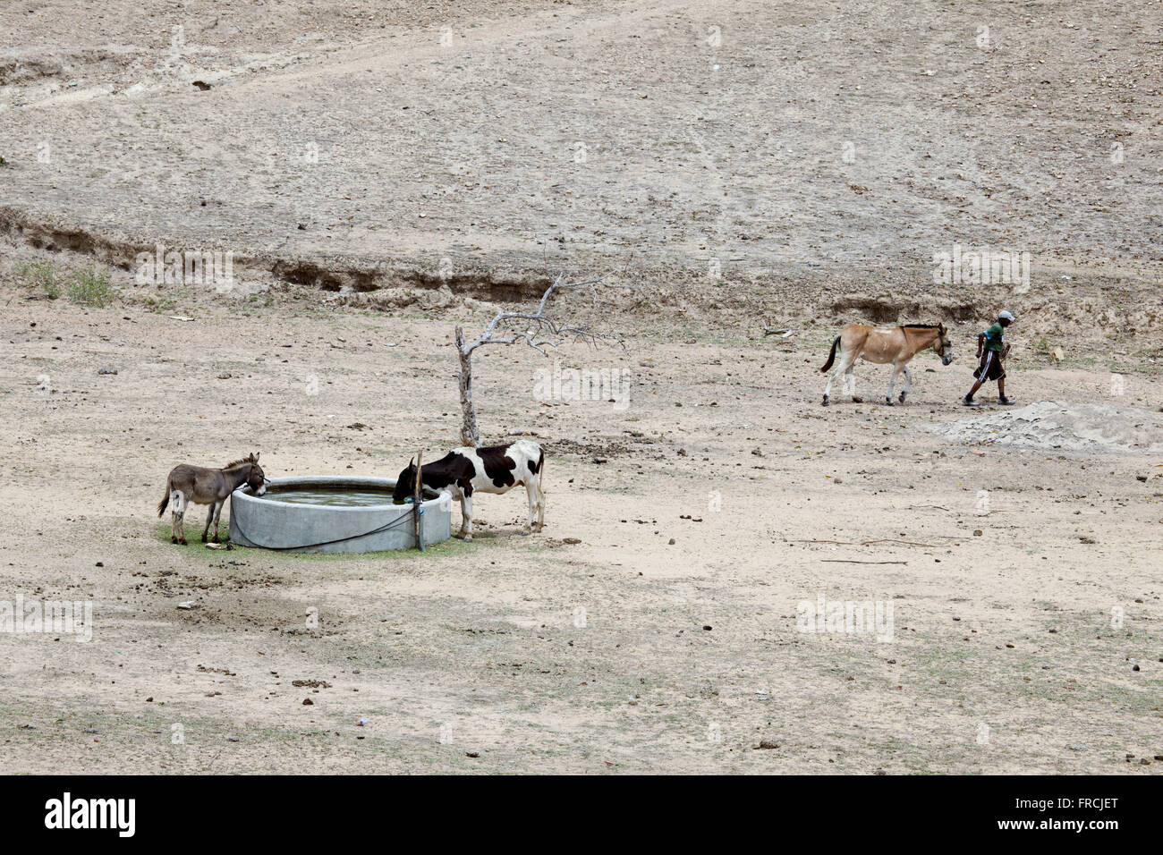 Gli animali di acqua potabile nel serbatoio di acqua nel periodo di siccità in Sitio vecchio la pesca Foto Stock