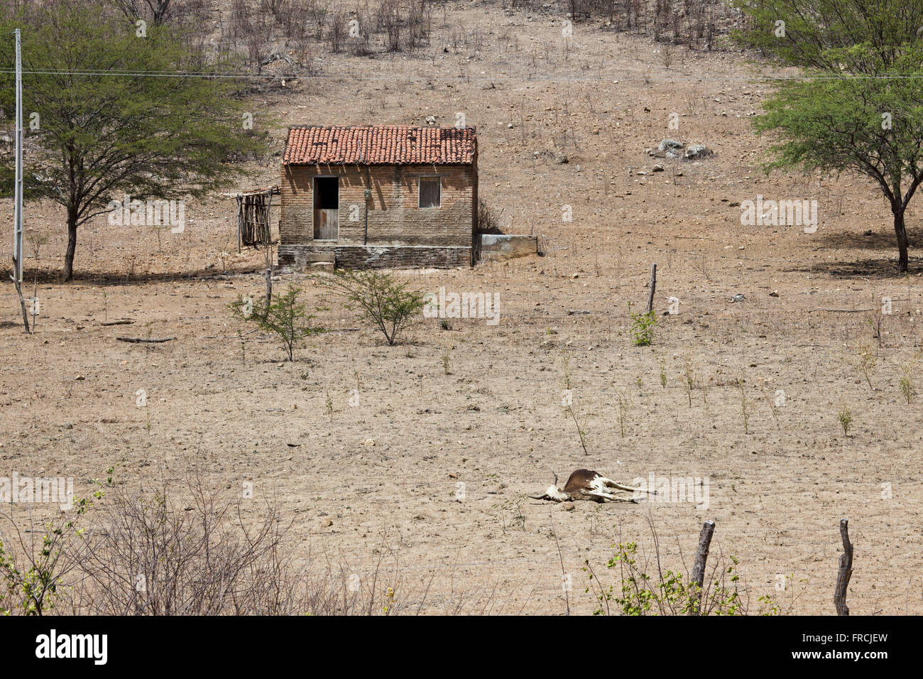 Animali uccisi dalla siccità in fattoria piccola tra le città di Custody e Sierra scavata Foto Stock
