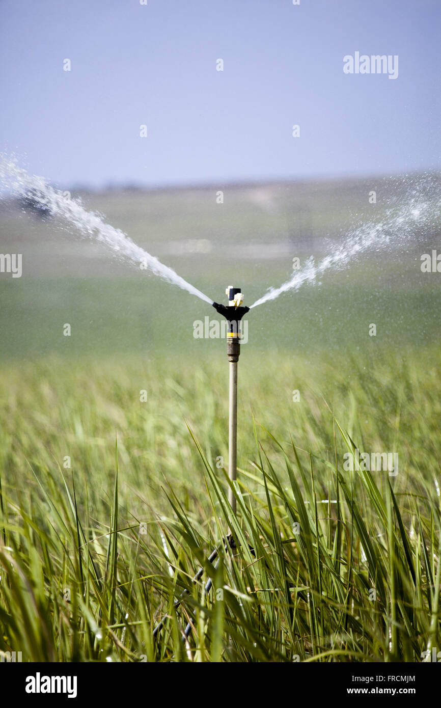 Irrigazione in canna da zucchero plantation vicino autostrada PE-075 Foto Stock