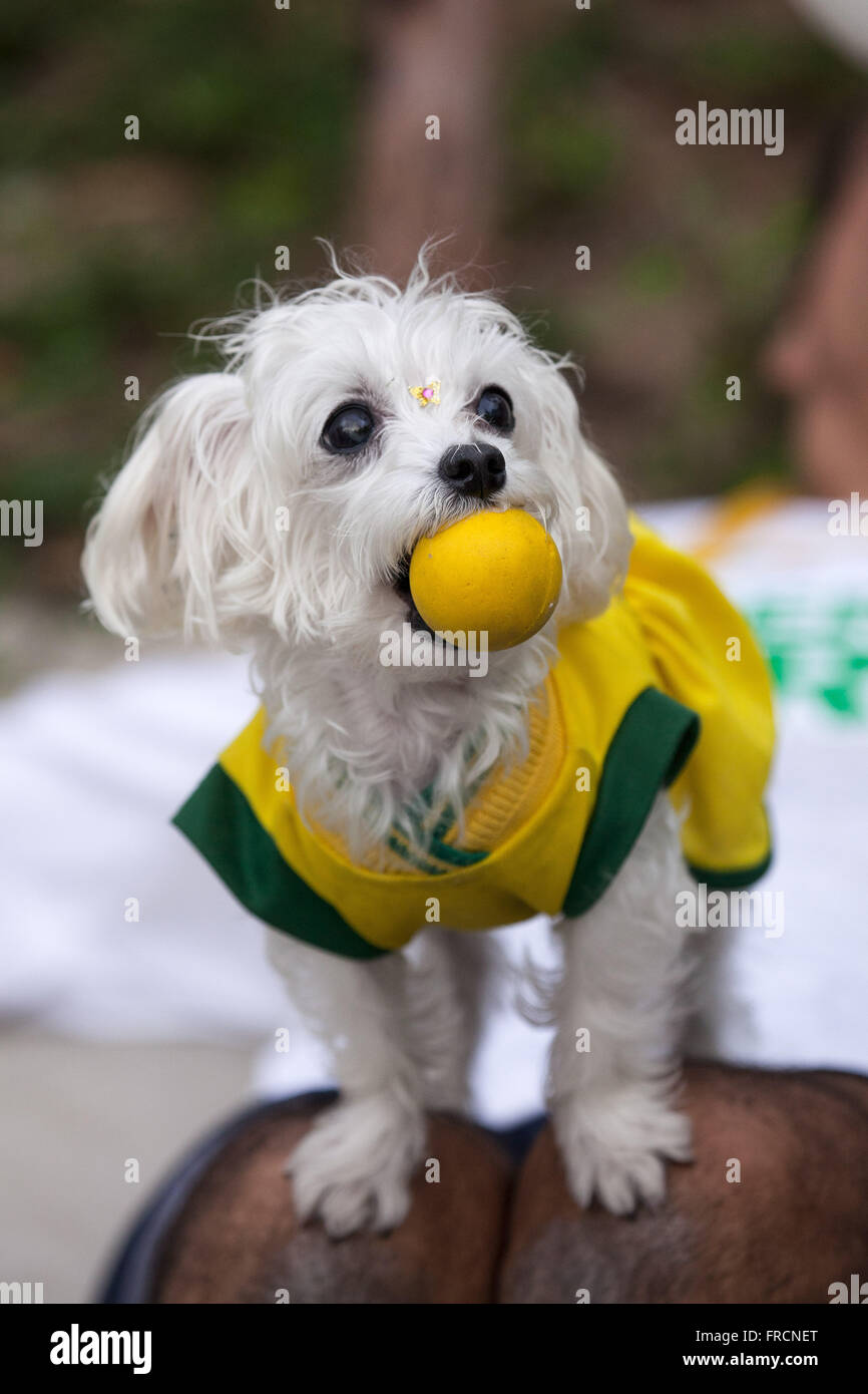 Cane con palla in bocca e vestiti in maglietta Brasiliano prima che il gioco tra il Brasile e la Spagna Foto Stock