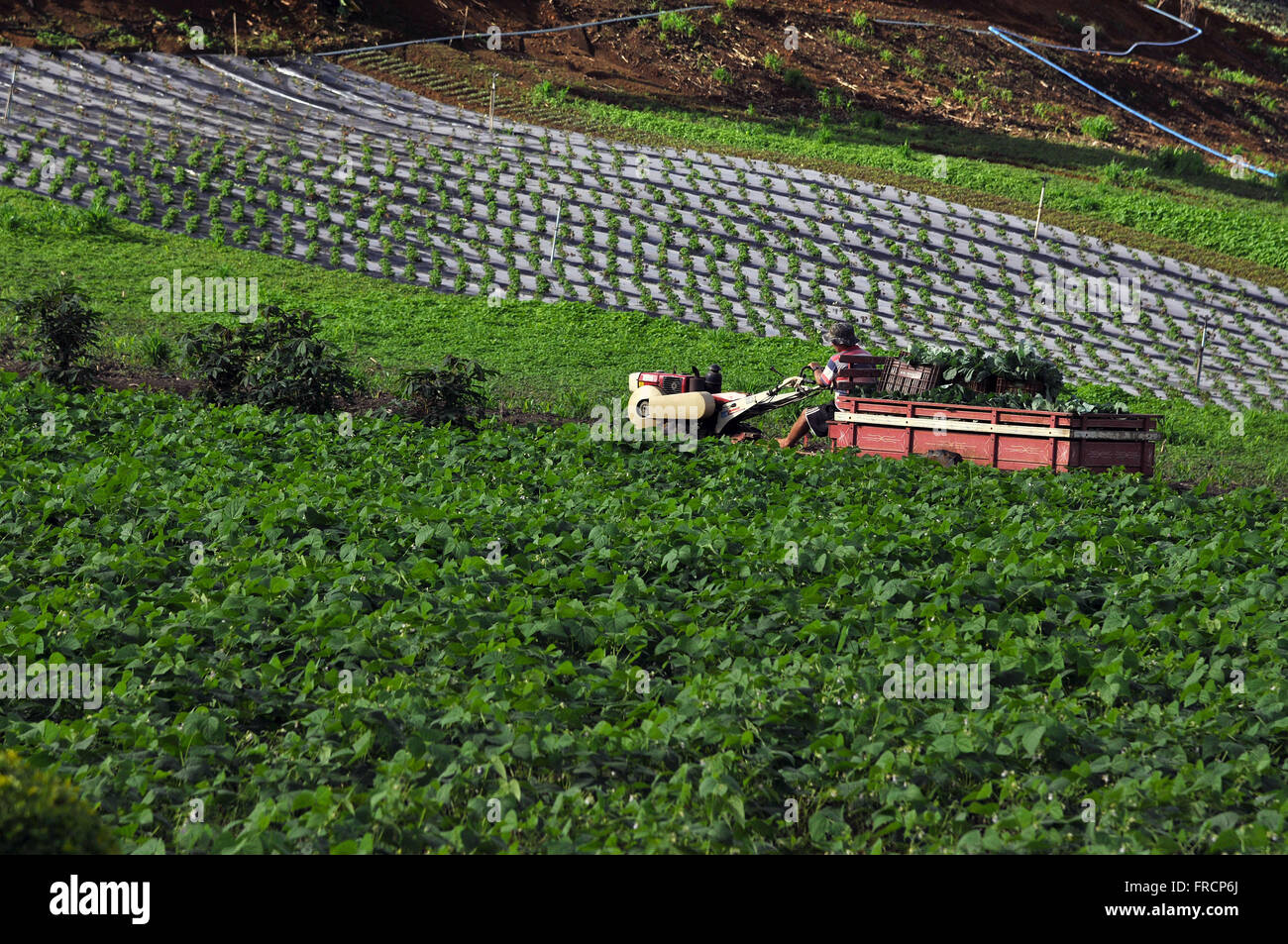 Rurale lavoratore agricolo macchina operatrice nella semina di fagioli e fragola Foto Stock