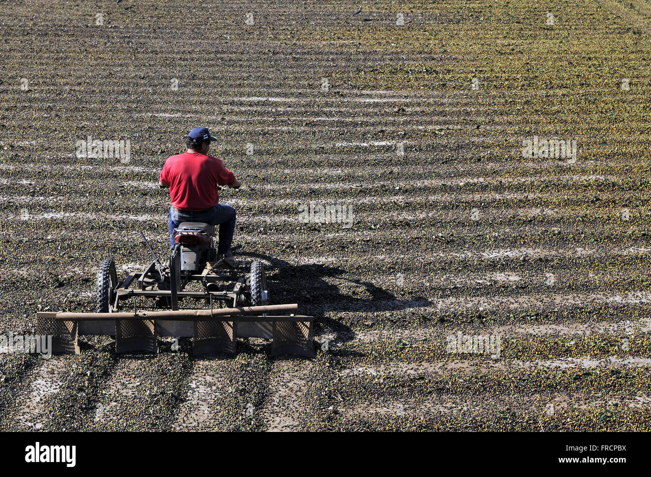 L'agricoltore utilizza moto stradali con atto a rotolare a terra i chicchi di caffè - Distretto di petunia Foto Stock