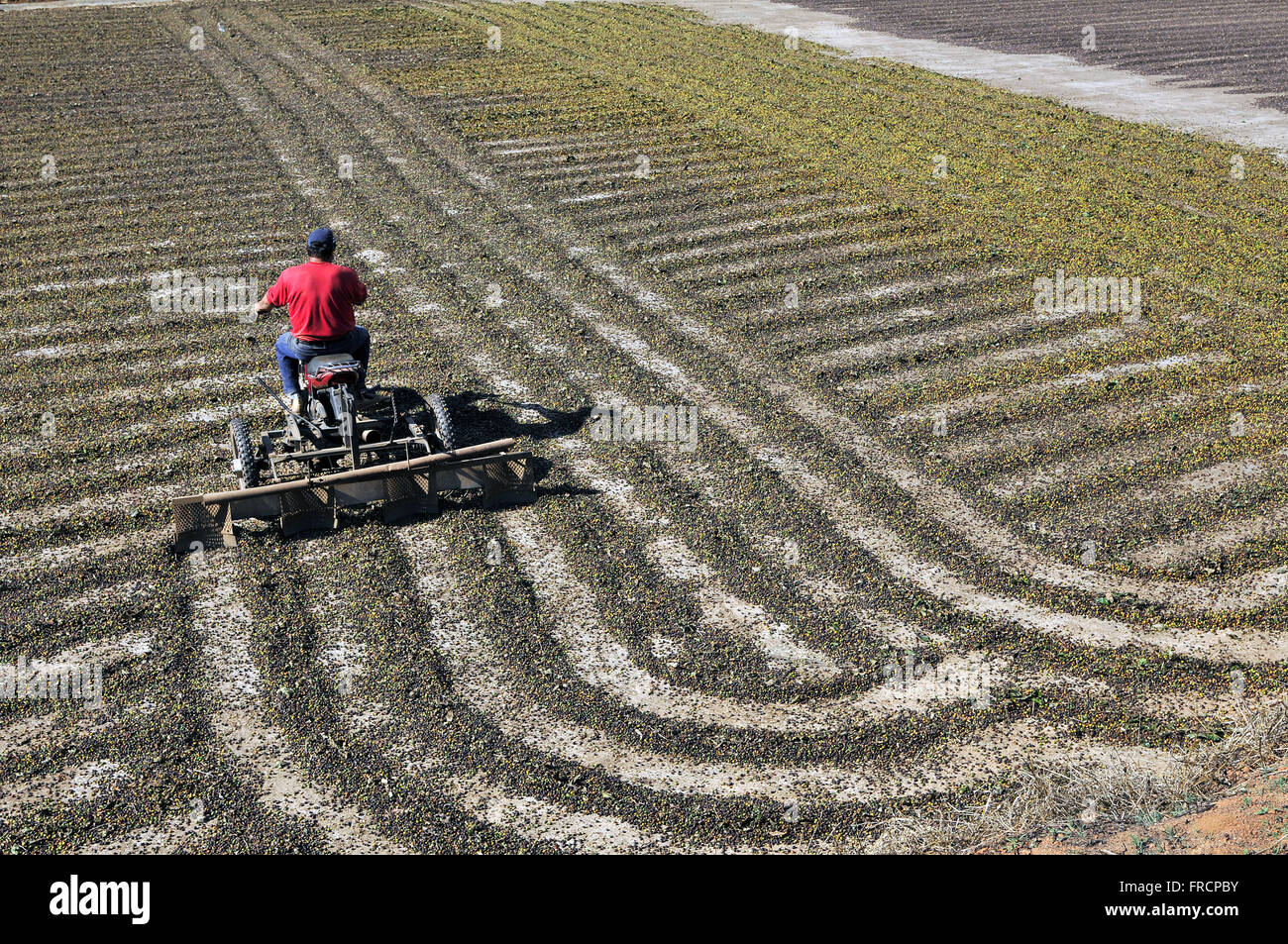 L'agricoltore utilizza moto stradali con atto a rotolare a terra i chicchi di caffè - Distretto di petunia Foto Stock