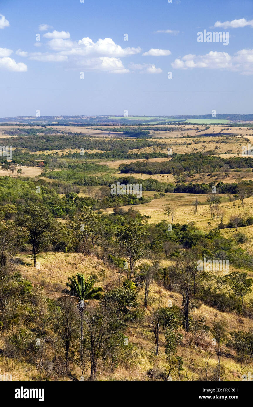 Savana paesaggio in Triangulo Mineiro - con aree disboscate Foto Stock
