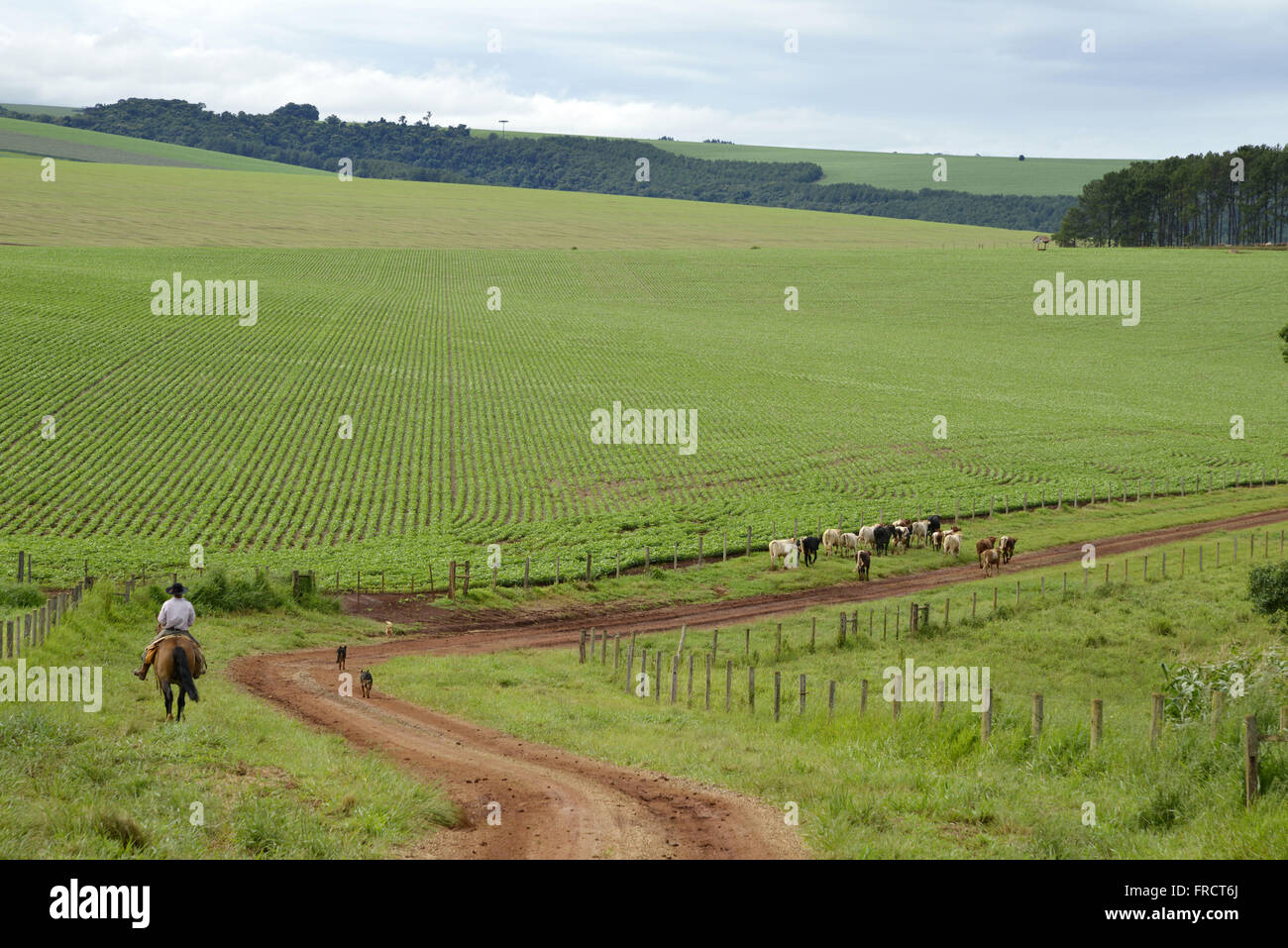 Knight giocando misti di bovini di razza su una strada sterrata in campagna Foto Stock