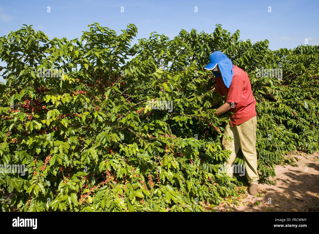 Vendemmia manuale cafe - varietà Nuovo Mondo Foto Stock