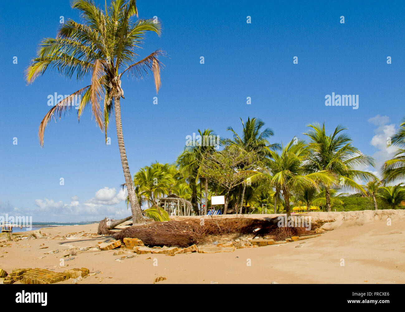 Mare con radice inferiore esposta del cocco sulla spiaggia di Pratagy Foto Stock
