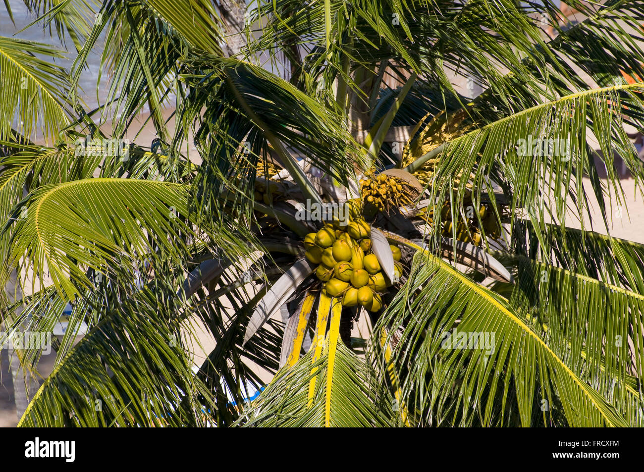 Il Cocco e noce di cocco Foto Stock