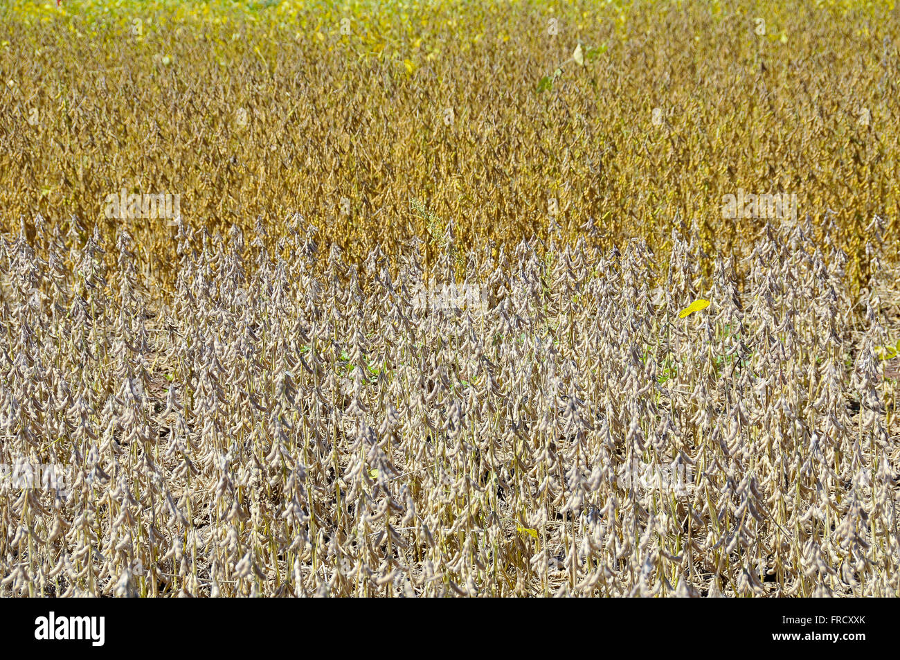 Il test di piante transgeniche di varietà di soia nella stagione sperimentale Foto Stock