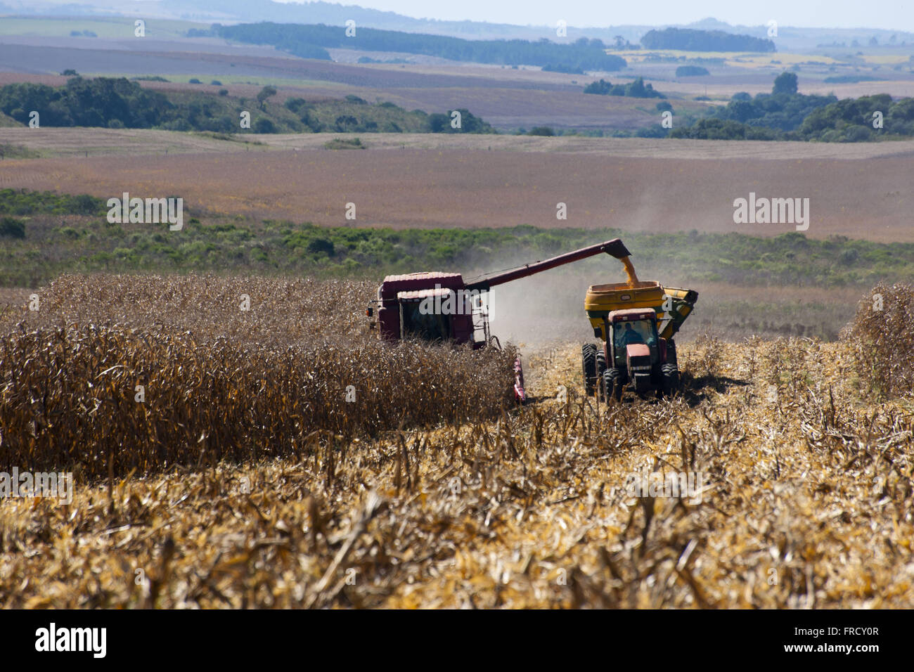E il raccolto di mais di scarico nel carro in una zona rurale di Capao splendida Sud Foto Stock
