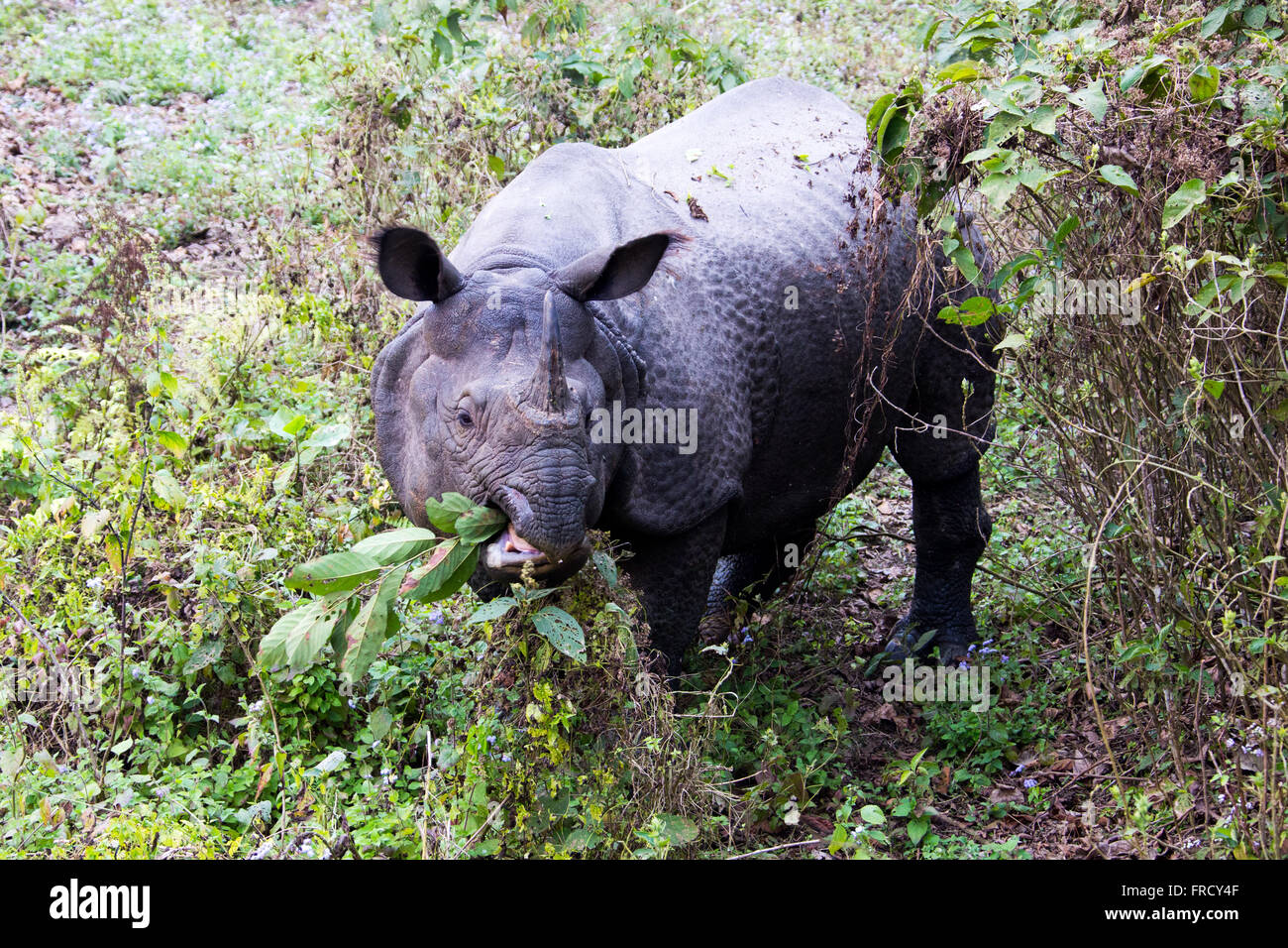 Rinoceronte di mangiare nel Parco nazionale di Royal Chitwan, Nepal Foto Stock