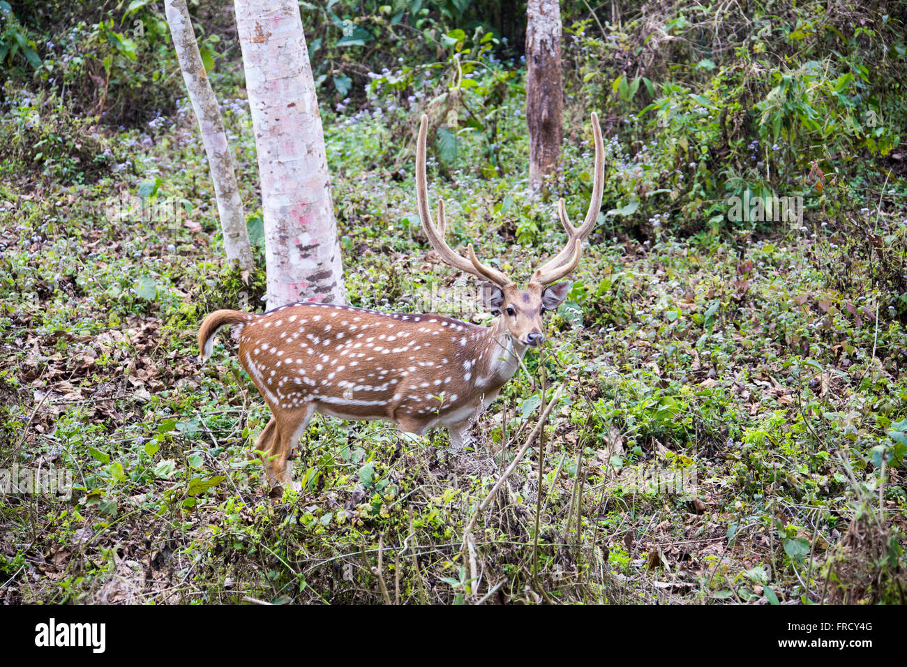 Avvistato cervi nel Parco nazionale di Royal Chitwan, Nepal Foto Stock