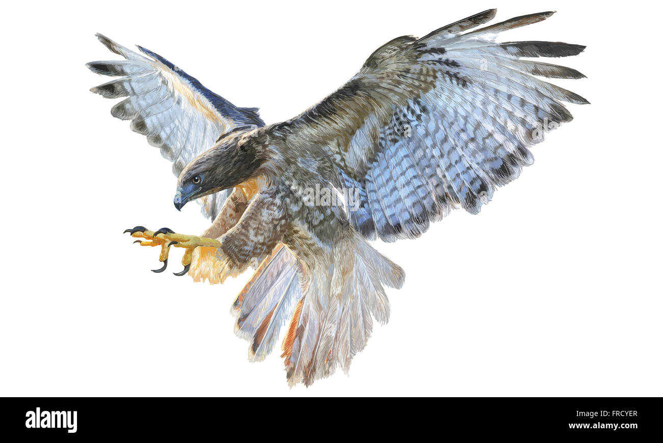 Falcon swoop mano disegnare e dipingere su sfondo bianco illustrazione. Foto Stock