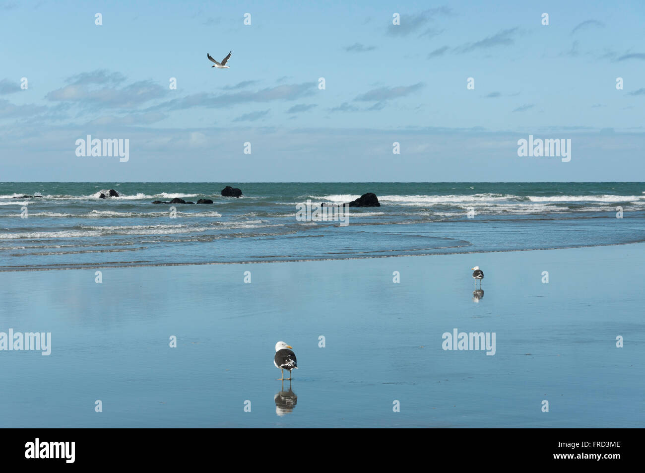Gabbiani sulla spiaggia di costa, Sumner Beach, Sumner, Christchurch, regione di Canterbury, Isola del Sud, Nuova Zelanda Foto Stock