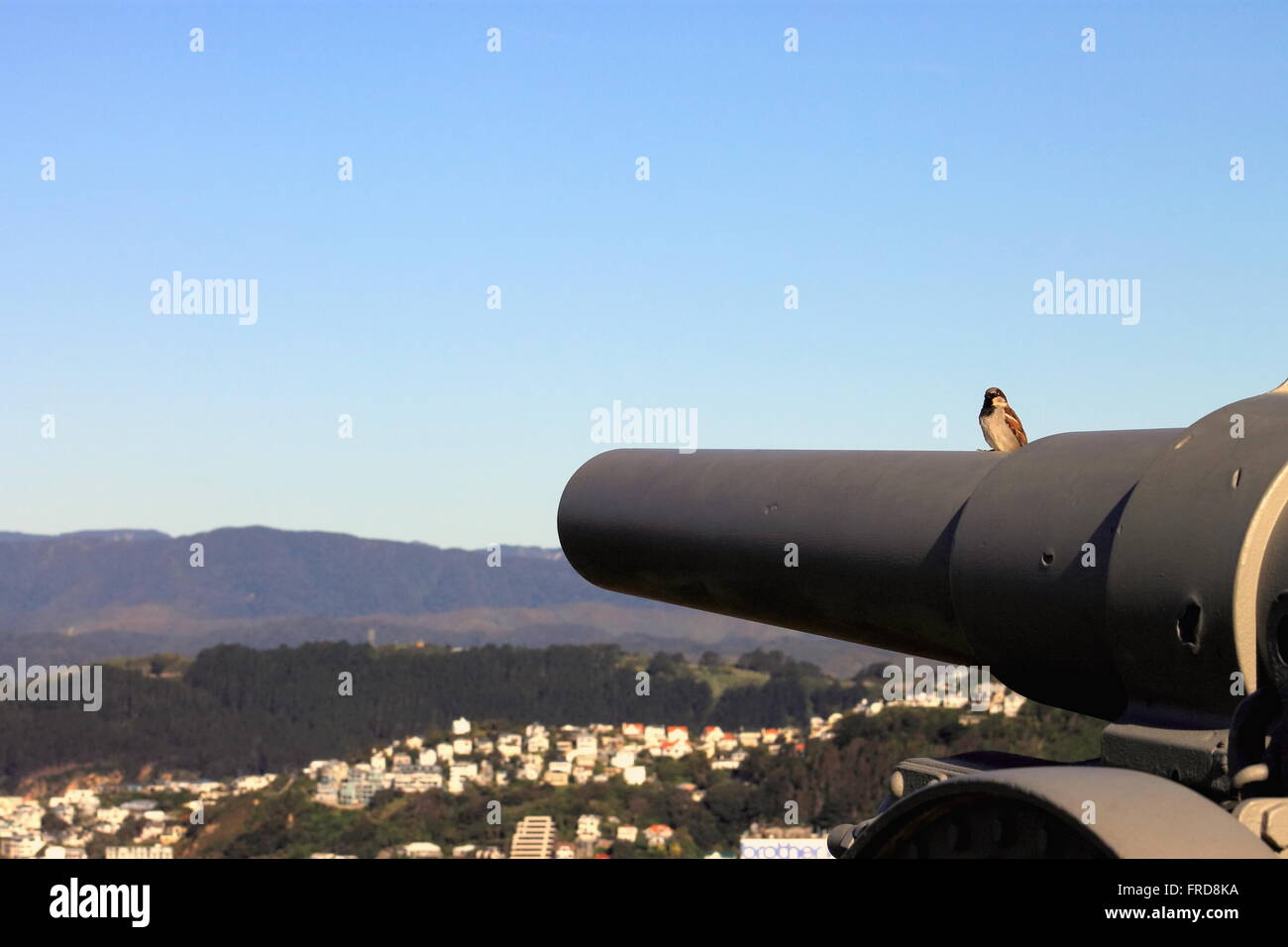 Sparrow seduto su di una guerra mondiale uno 13,5 cm K 09 campo di pistola di artiglieria Foto Stock