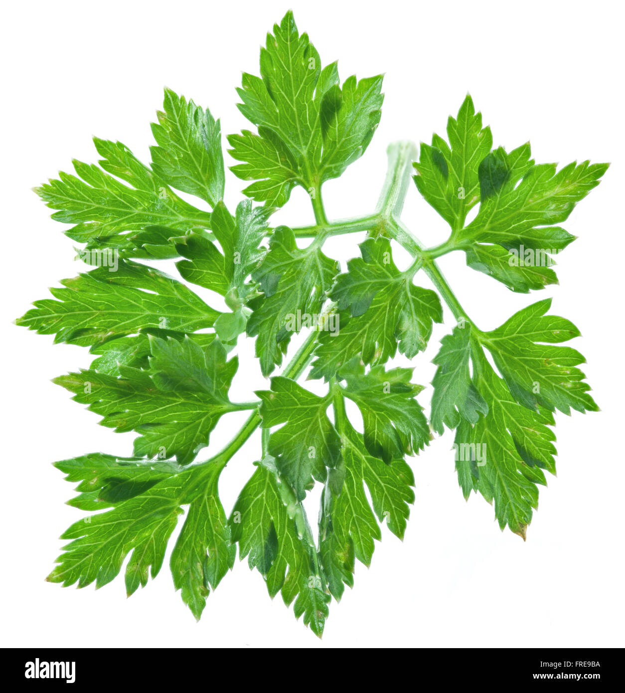 Prezzemolo herb isolato su uno sfondo bianco. Foto Stock