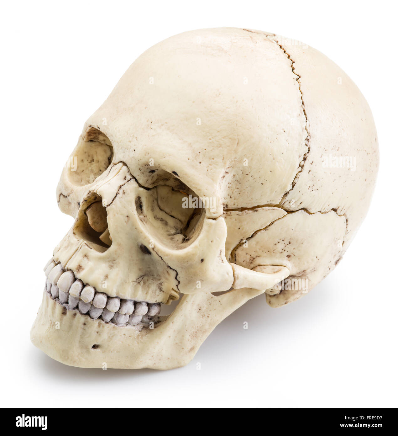 Modello di cranio isolato su uno sfondo bianco. Foto Stock