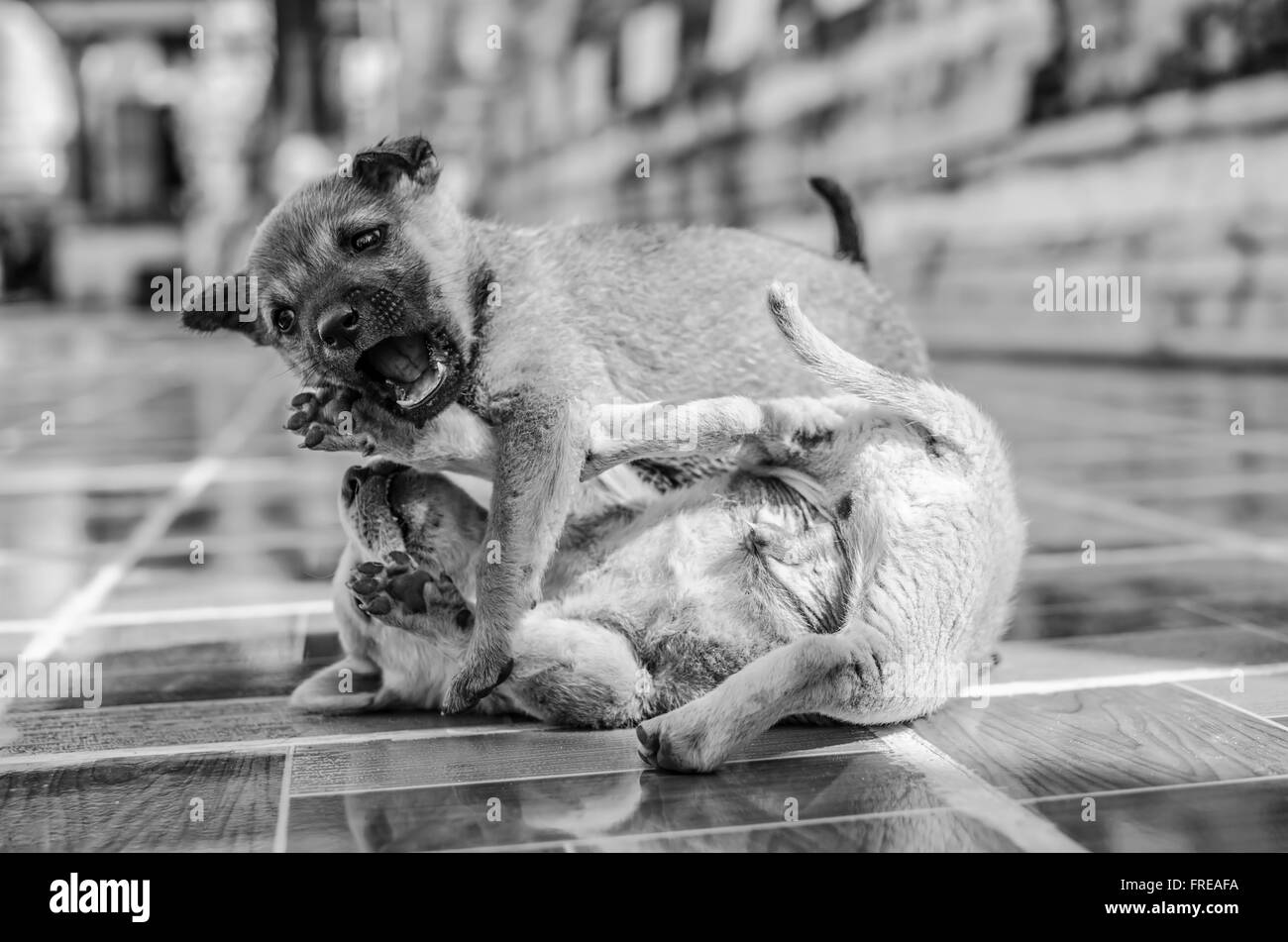 Adorabili cuccioli giocando Foto Stock