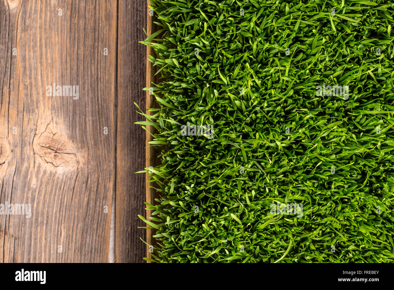 Vista dall'alto di germogli di grano verde erba Foto Stock