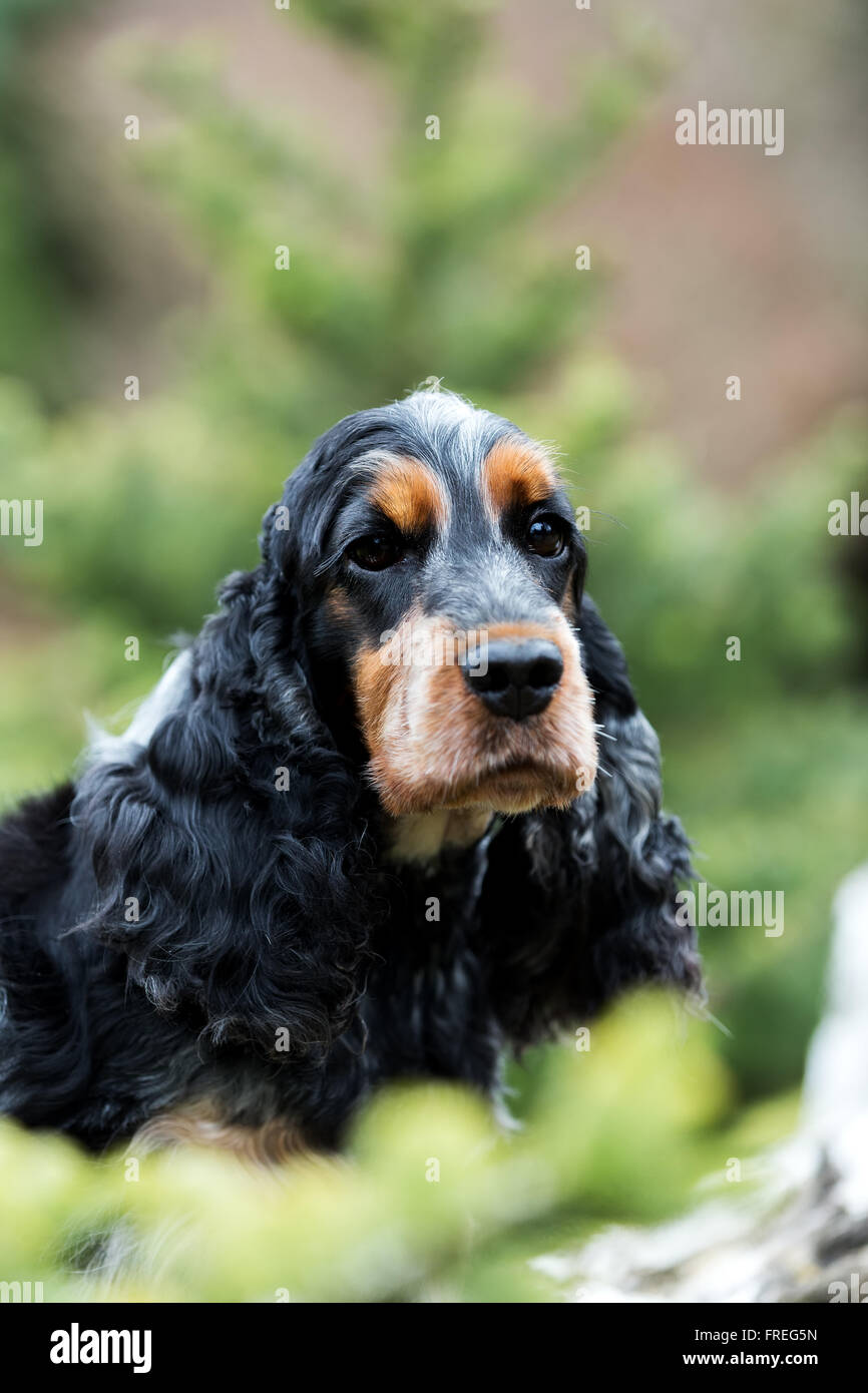 Outdoor ritratto di seduta english cocker spaniel, campione europeo, stazione di allevamento Foto Stock