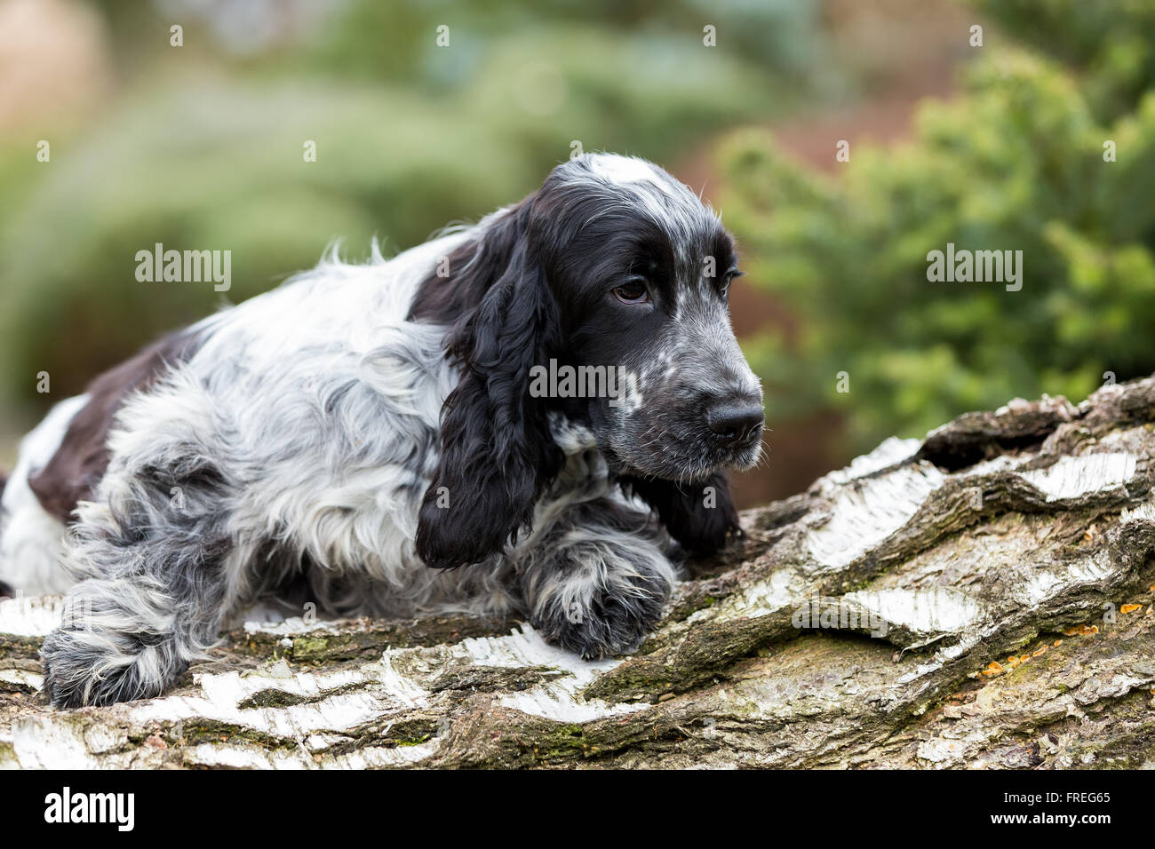 Ritratto all'aperto di mentire cucciolo di inglese cocker spaniel, campione europeo, stazione di allevamento Foto Stock