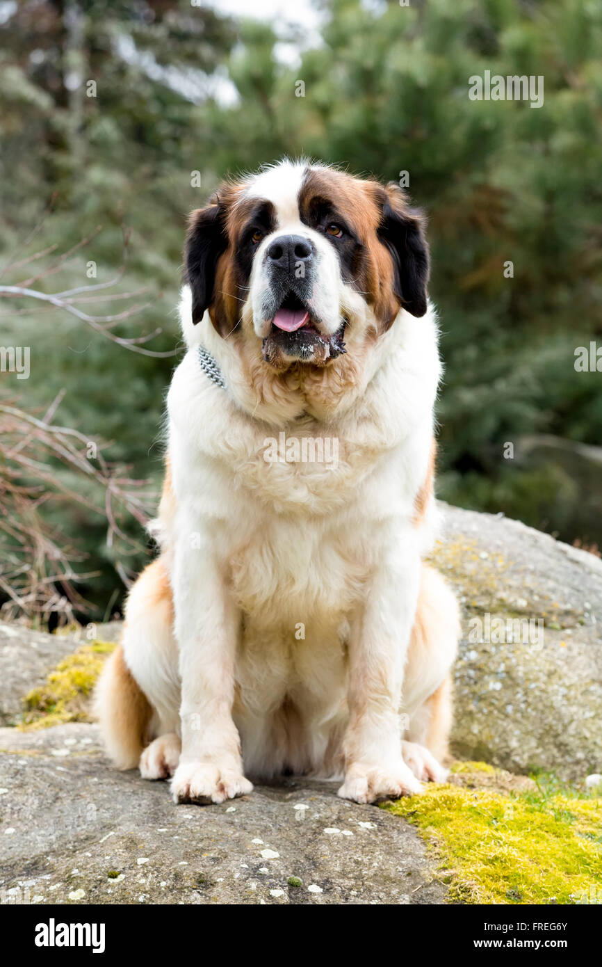 Ritratto di un bel san Bernardo cane, femmina nel giardino di primavera Foto Stock