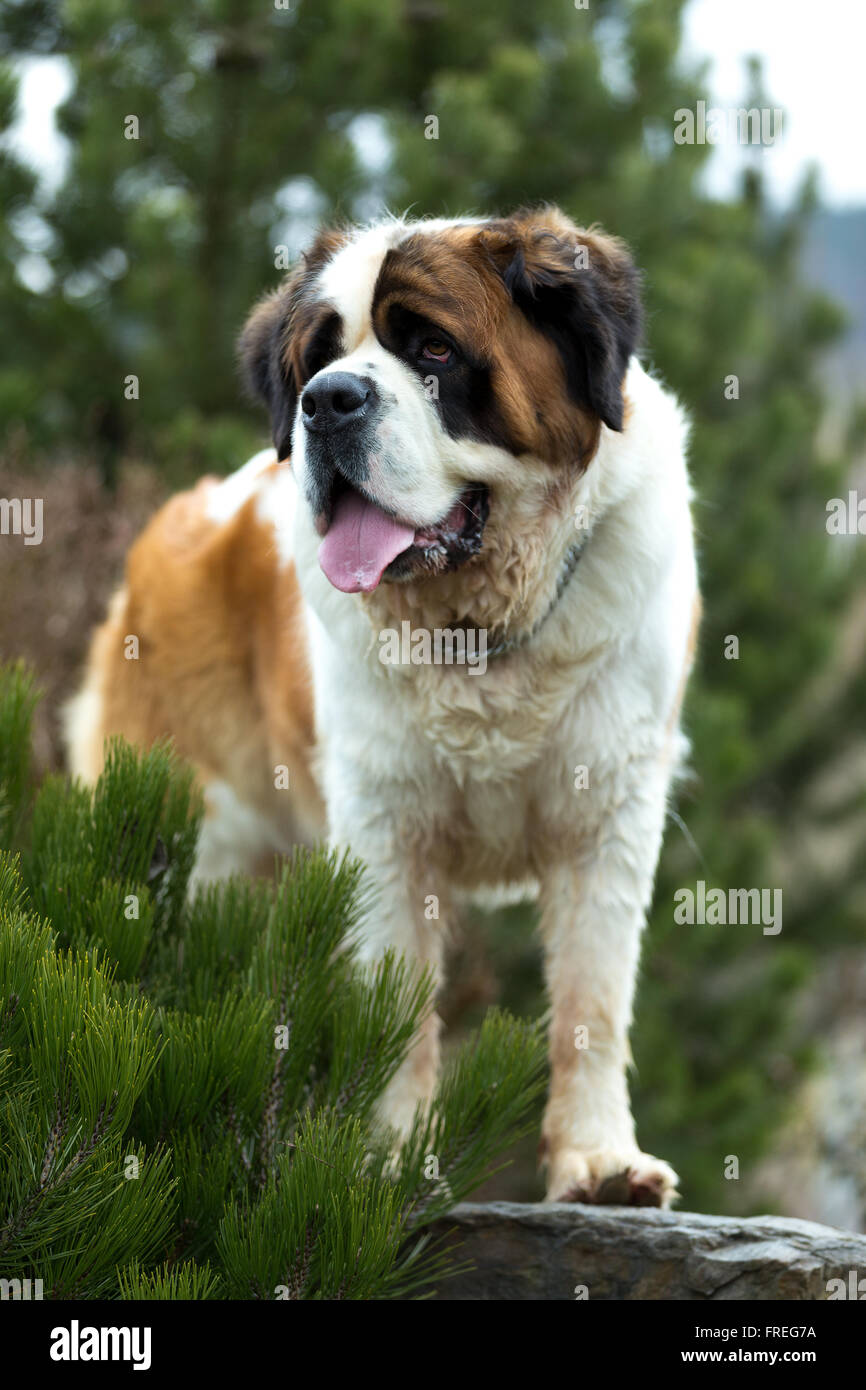 Ritratto di un bel san Bernardo cane, femmina nel giardino di primavera Foto Stock