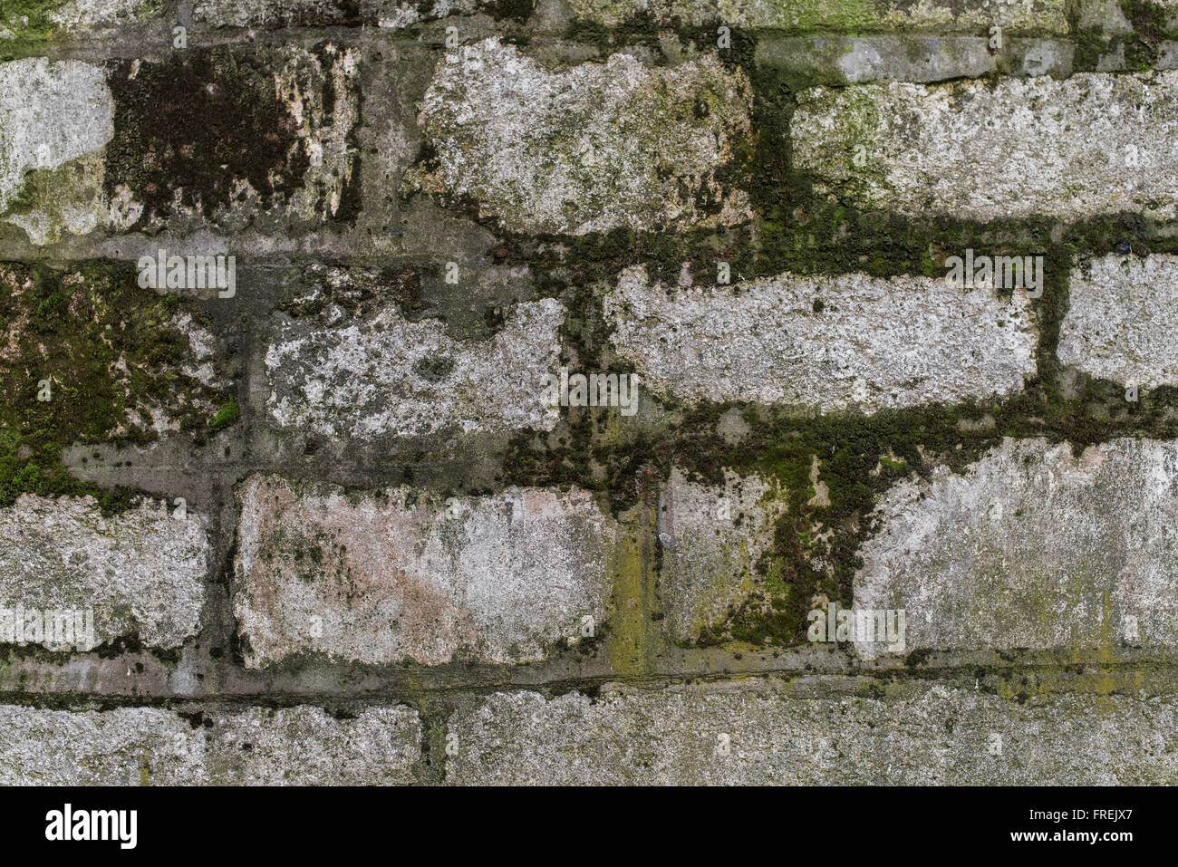 Vecchio mossy muro grigio texture close up Foto Stock