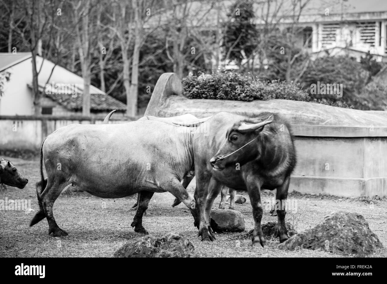 Un grande buffalo a Cao Bang provincia, Vietnam Foto Stock