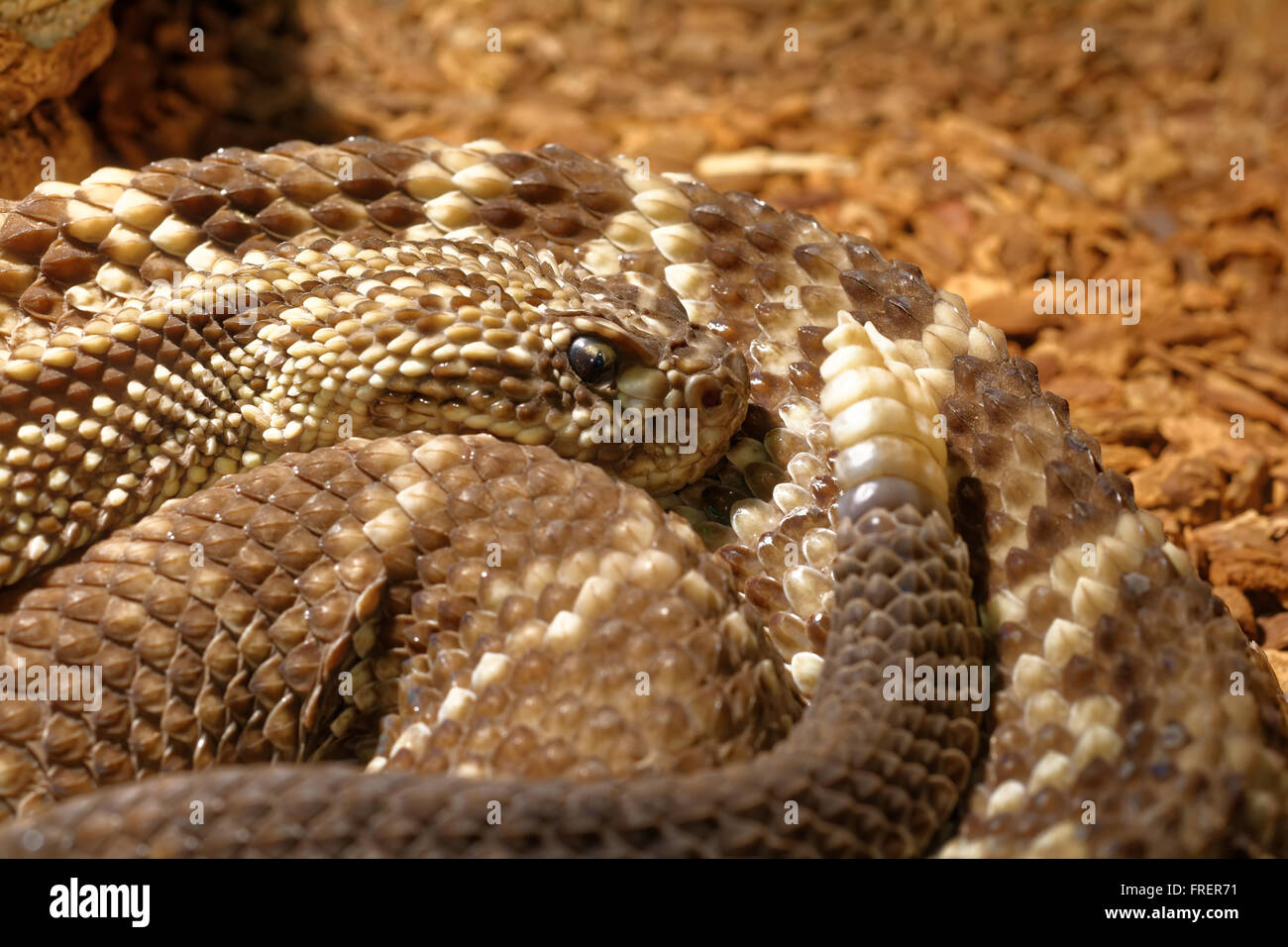 Snake nel terrarium - rattlesnake tropicale Foto Stock