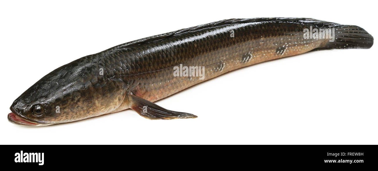 Channa marulius o Snakehead gigante noto come pesce gozar in Bangladesh Foto Stock