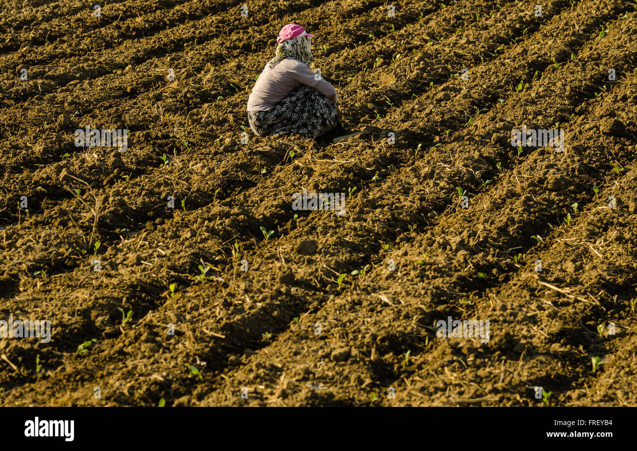 Donne stagionale il lavoratore nel settore produttivo agricolo in Anatolia Foto Stock