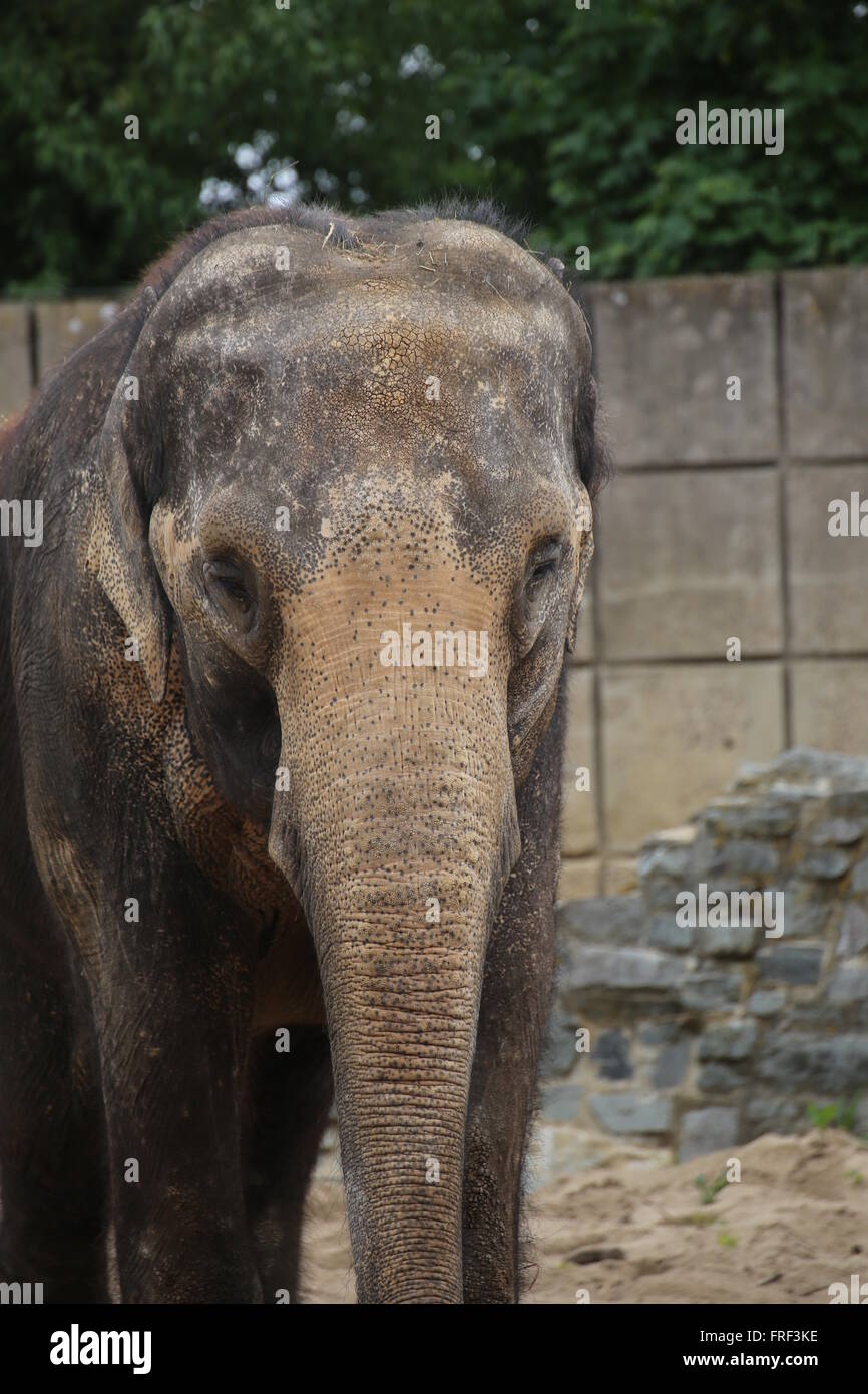 Medium shot di un elefante asiatico (Elephas maximus) Foto Stock