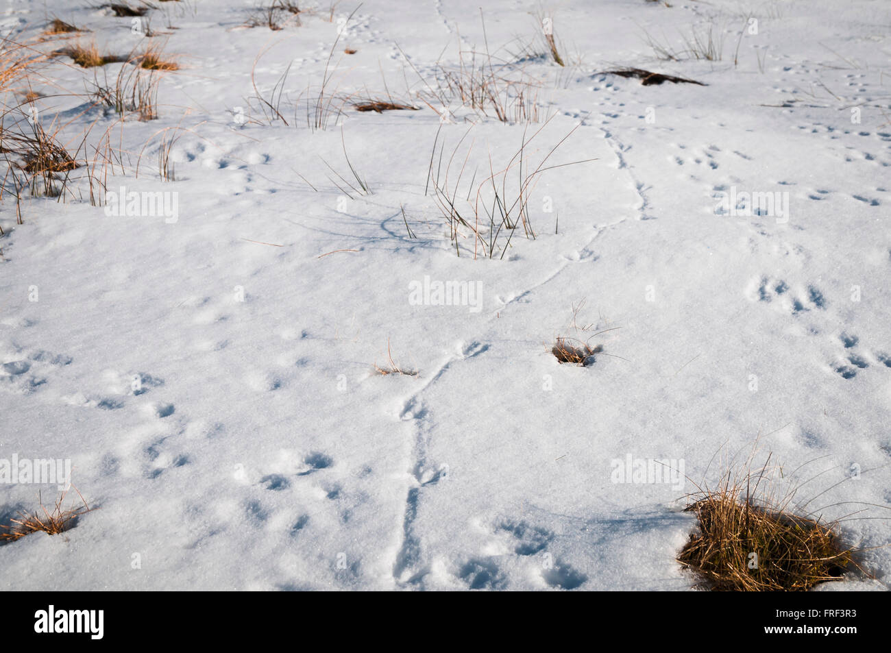 Wild Coniglio europeo, oryctolagus cuniculus, Orme nella neve con il fagiano, Phasianus colchicus, piede e il sentiero di coda. Foto Stock