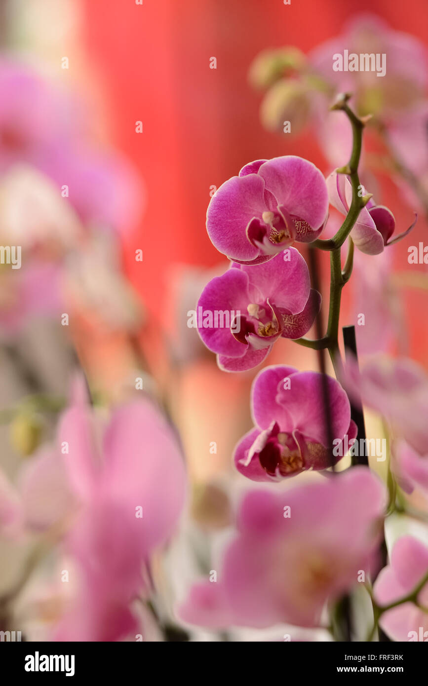 Pink orchid nella luce naturale Foto Stock