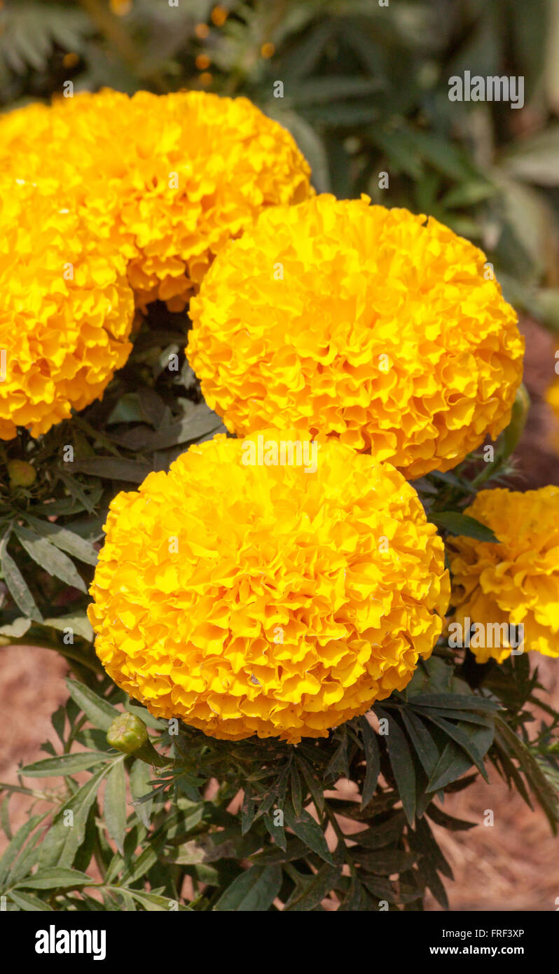 Tagete colore giallo in molti fiori pianta. Foto Stock