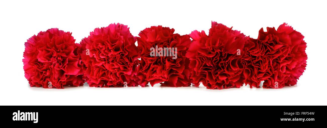 Disposizione di frontiera di rosso fiori di garofano su uno sfondo bianco Foto Stock