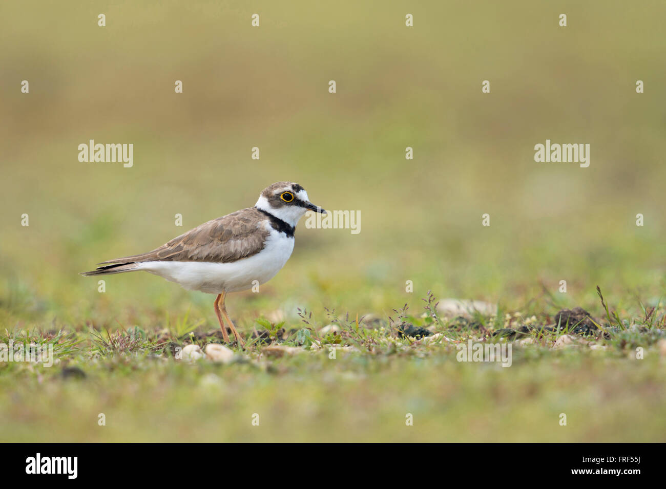 Poco inanellato Plover / Flussregenpfeifer ( Charadrius dubius ), adulti wader bird, nel suo tipico habitat secondario, una bella Foto Stock