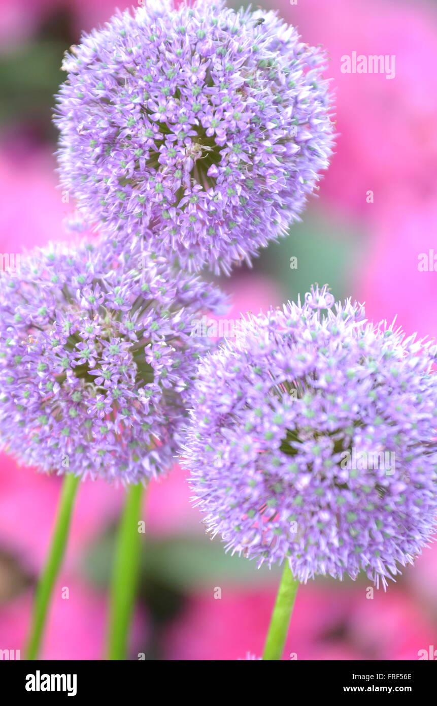 Splendida infiorescenza di aglio contro di rosa fiori di rododendro Foto Stock