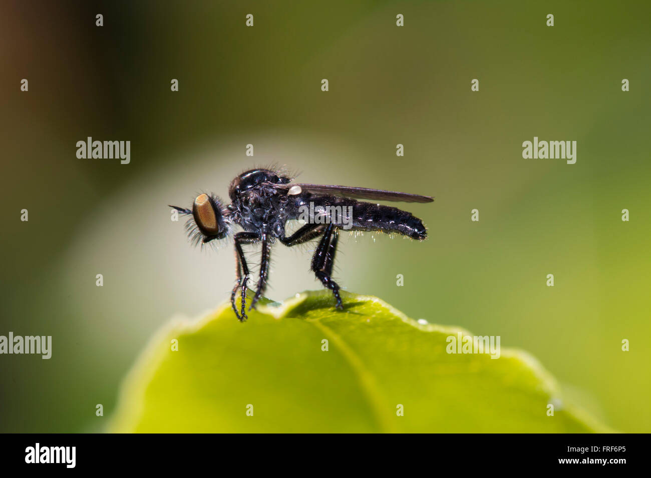 Robber fly o assassin fly (asilidae) in appoggio su una foglia in attesa di prede Foto Stock