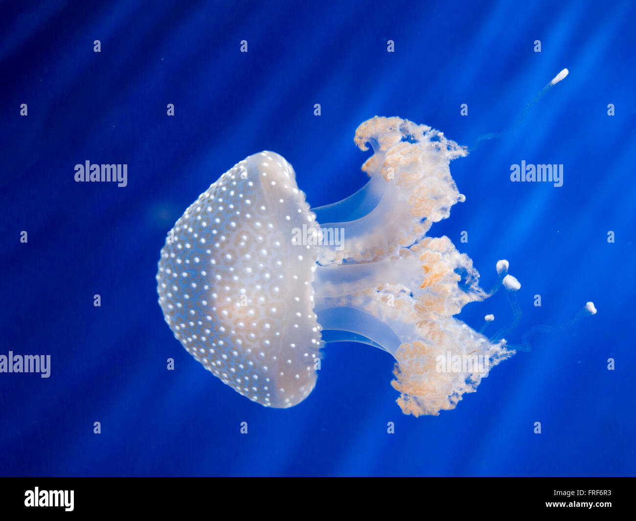 Australian White spotted medusa (Phyllorhiza punctata ) a nuotare in acqua blu Foto Stock