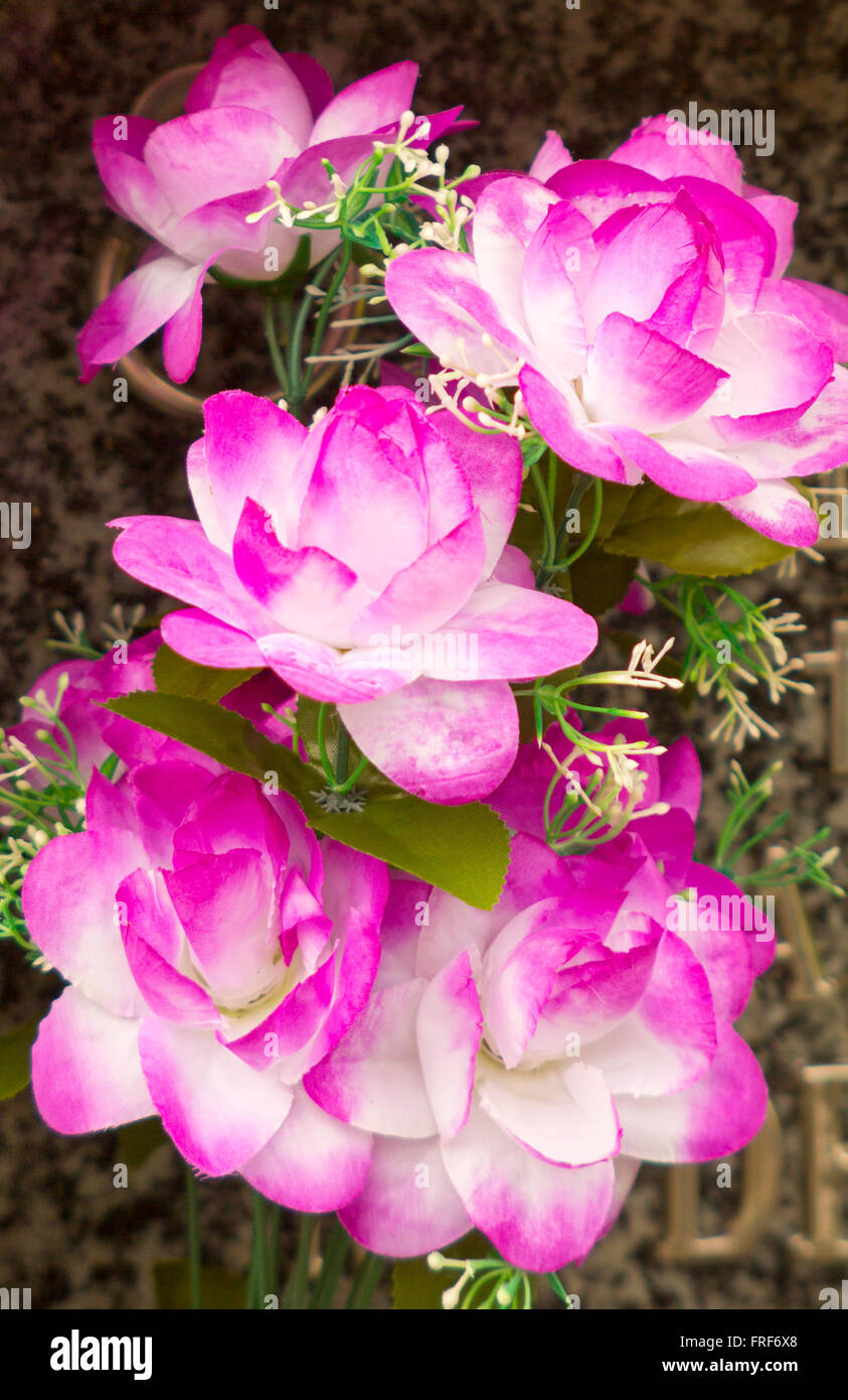 Graziosi fiori viola Foto Stock