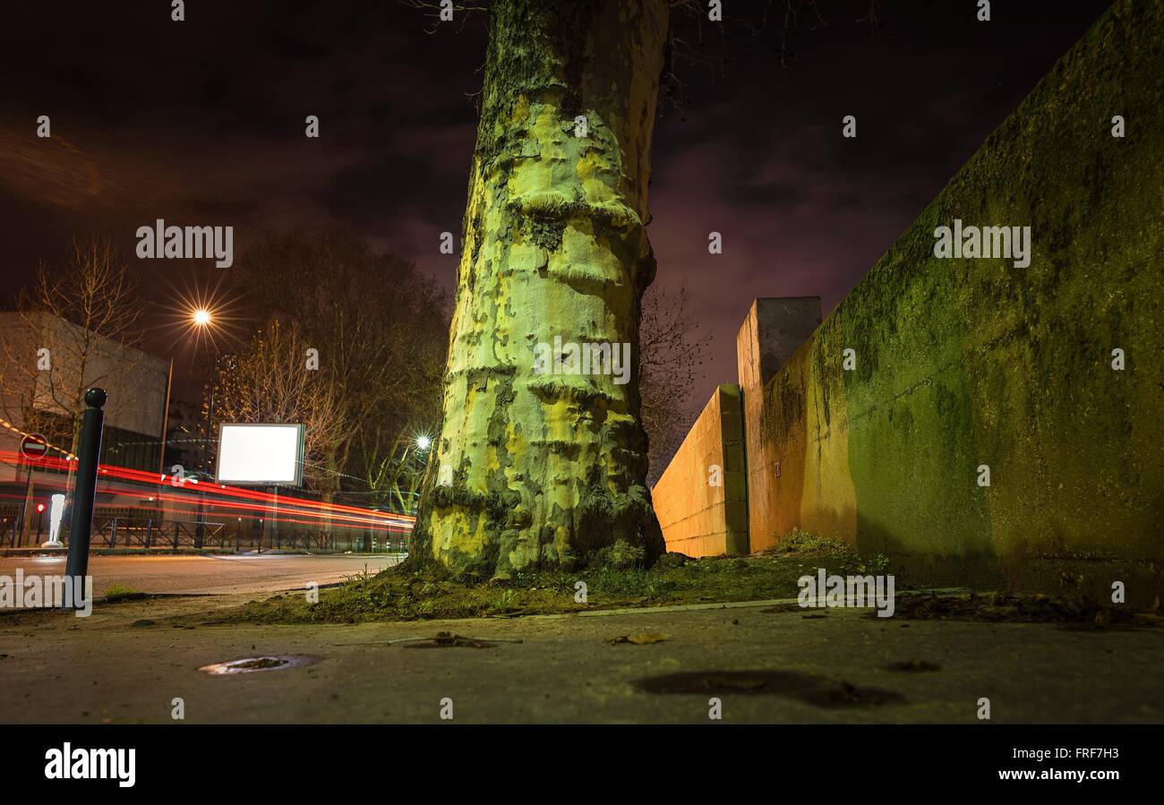 Struttura Urbana - 02/01/2013 - - albero piano delle rive della Senna a Parigi - Sylvain Leser / Le Pictorium Foto Stock