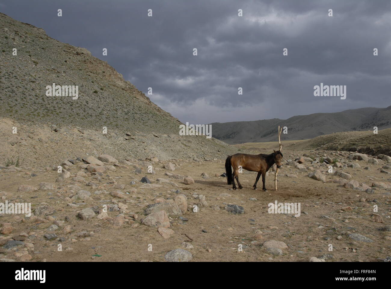 Mongolia - 18/07/2010 - Mongolia - il cavallo in Altai - Sandrine Huet / Le Pictorium Foto Stock