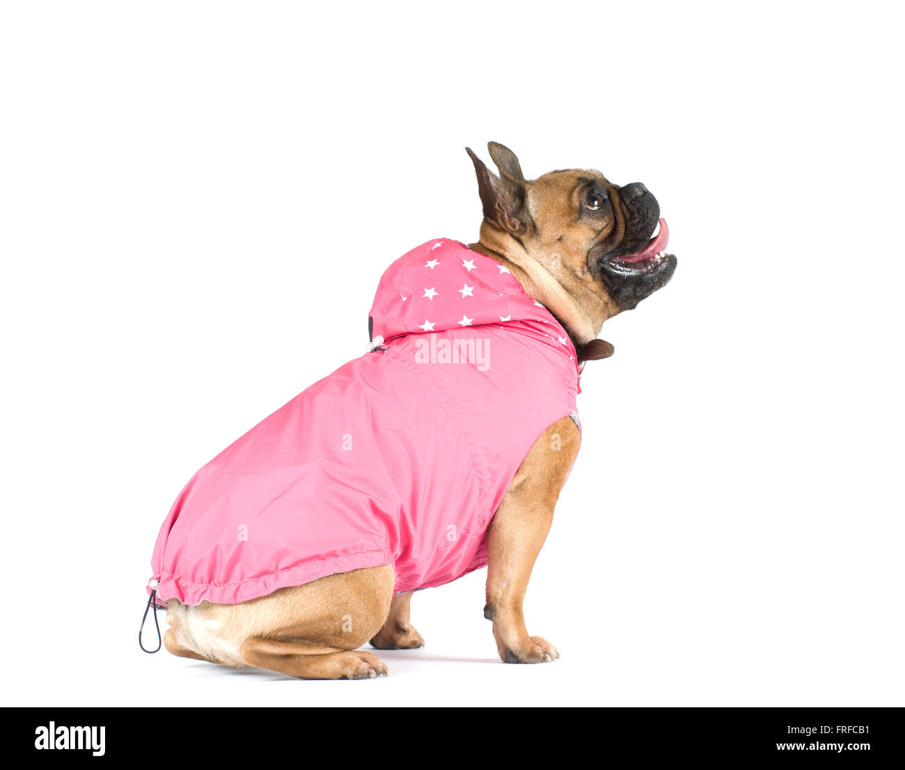 Vestito Per Cani Di Piccola Taglia - Felpa Con Cappuccio Rosa - Foto 10