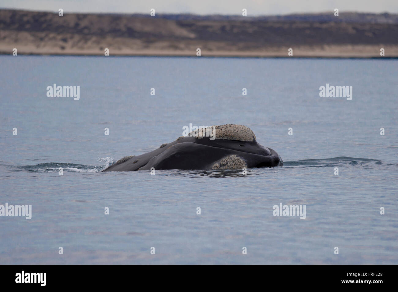 Piscina di balena nel golfo della Penisola valdez, Patagonia, Argentina Foto Stock