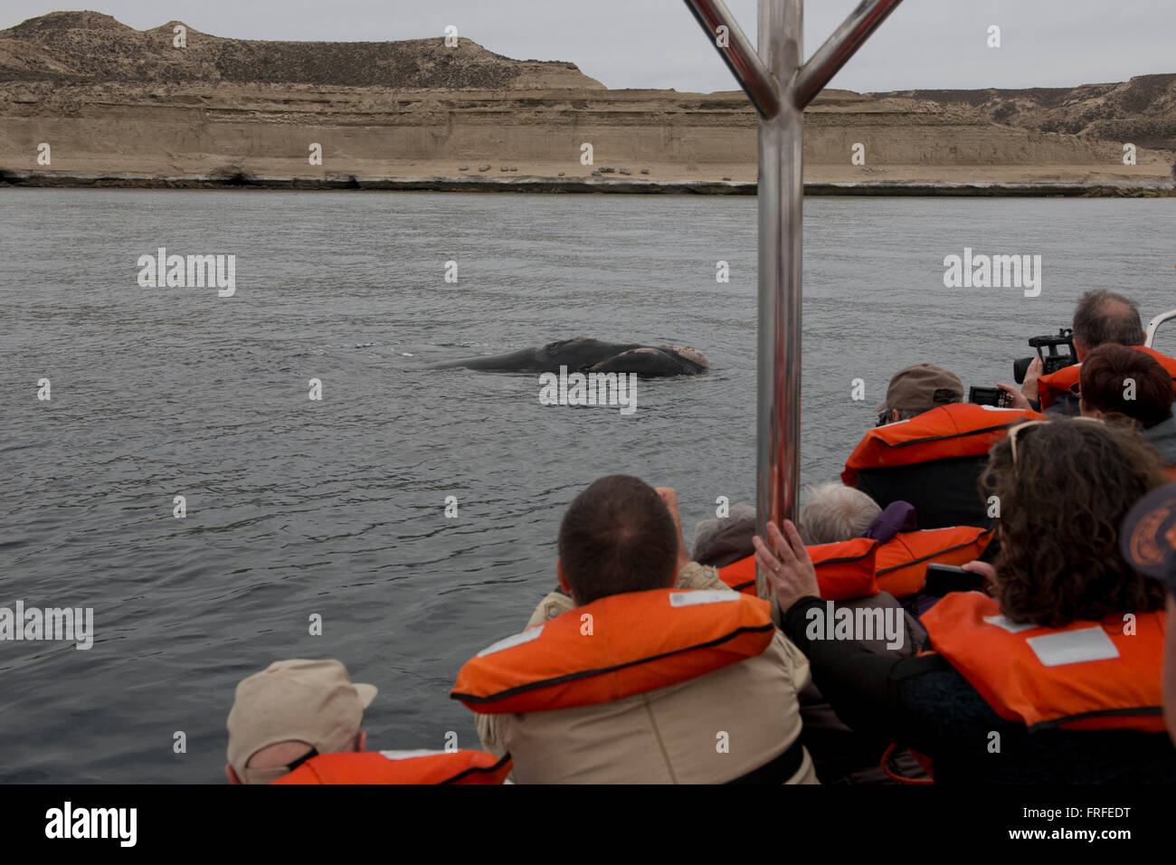 Piscina di balena nel golfo della Penisola valdez, Patagonia, Argentina Foto Stock