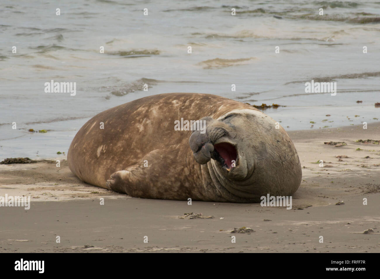 Guarnizione di elefante liying sulla spiaggia sabbiosa della Penisola Valdes in Argentina Foto Stock
