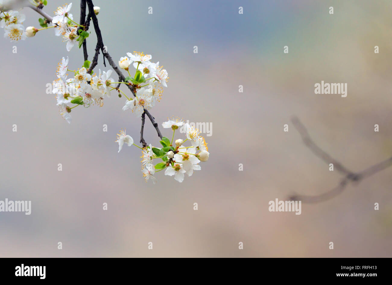 Ciliegio fiori isolati nella foresta Foto Stock