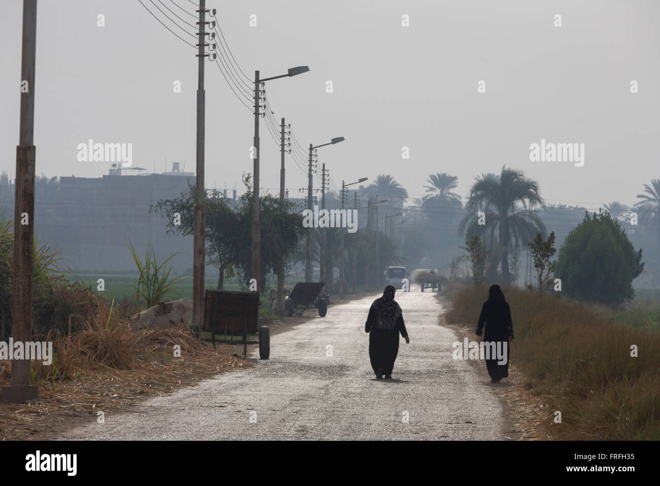 Donne locali a piedi lungo una strada a caldo verso Qurna, un villaggio sulla riva occidentale di Luxor, la Valle del Nilo in Egitto. In Egitto, zucchero di canna Succo è chiamato aseer asab ed è di gran lunga il più popolare drink servito da quasi tutti i succhi di frutta venditori che sono abbondanti nella maggior parte delle città. Viene venduto dai venditori di strada, dove il succo viene spremuta fresca, quando ordinato. Lo zucchero greggio di canna Succo di frutta può essere un rischio per la salute di bevitori dovuta alle condizioni antigieniche sotto cui è preparato. Ci sono alcune malattie che possono essere trasmesse da zucchero greggio di canna da zucchero come la leptospirosi Foto Stock